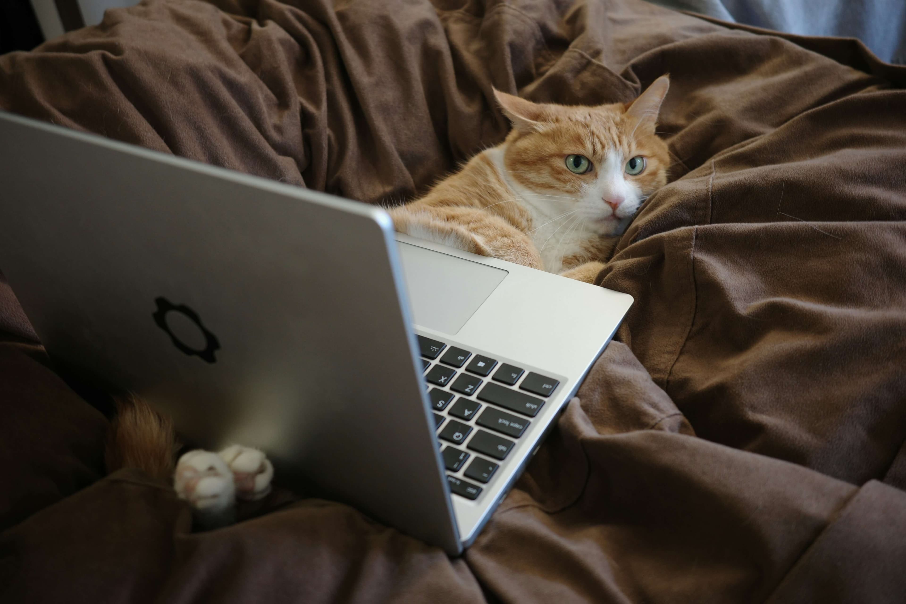 A cat sitting in front of a laptop